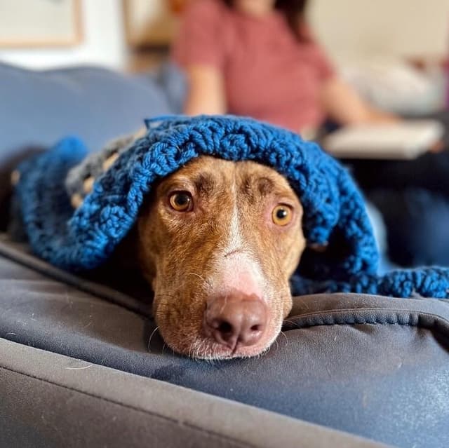 Goldie Golden the Quiet Perfect Companion media 5