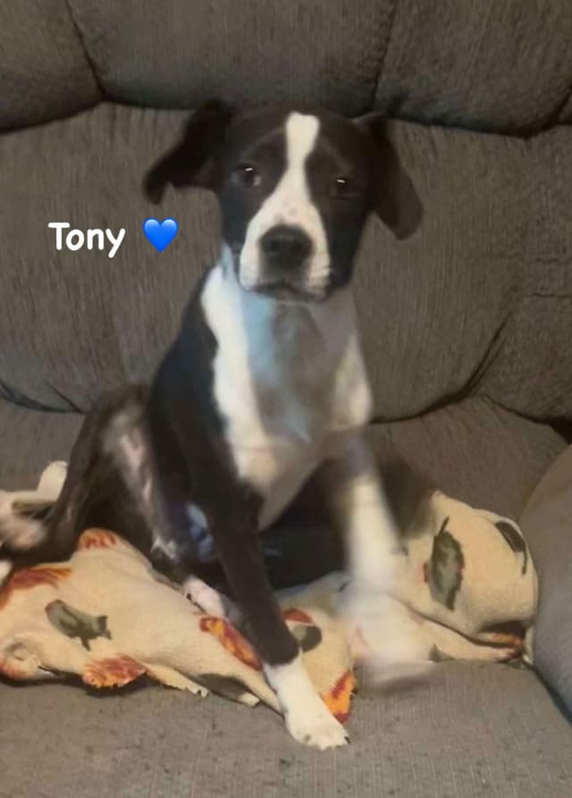 Tony media 3