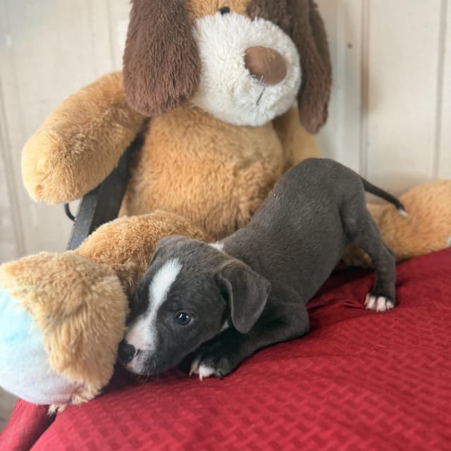 Ridge (100 adoption fee) media 2