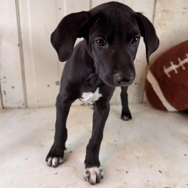 Stone (100 adoption fee) media 5