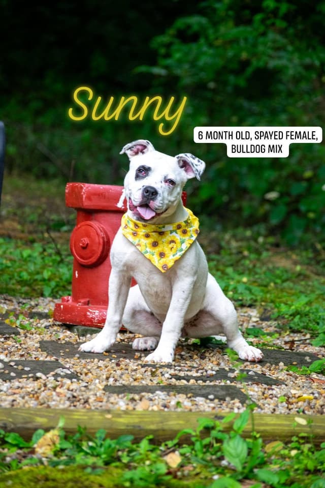 Sunny media 3