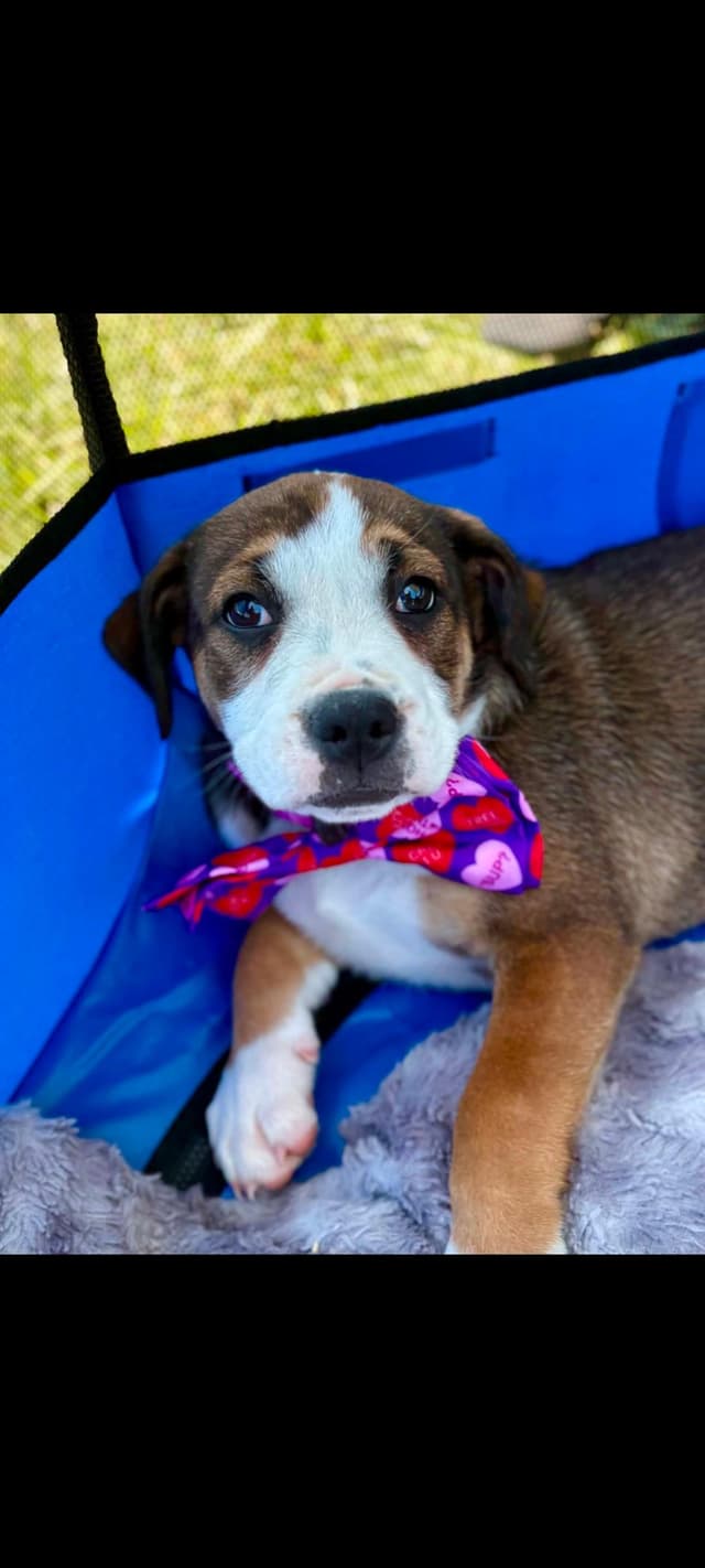 Bailey (Mauve Baby 5) media 2