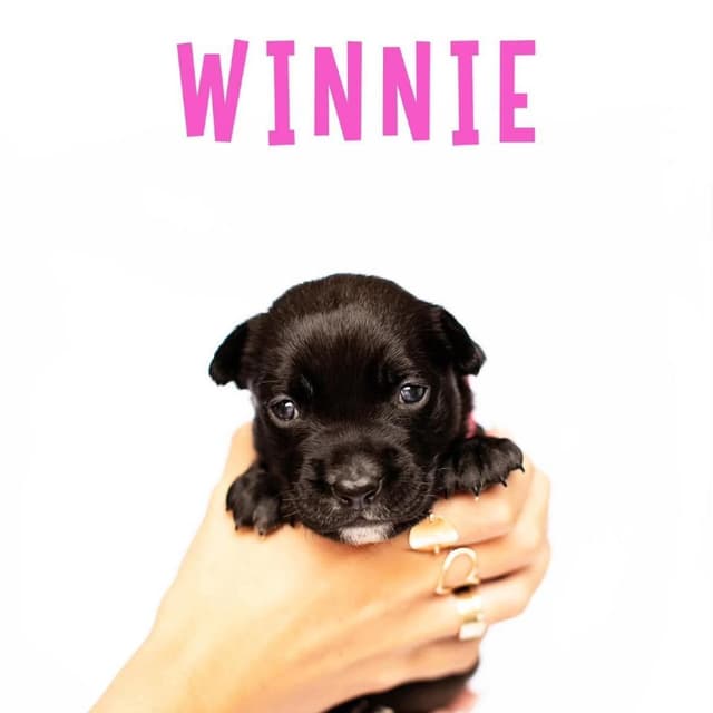 Winnie (C000-247) - Costa Mesa Location *Available 7/3* media 3