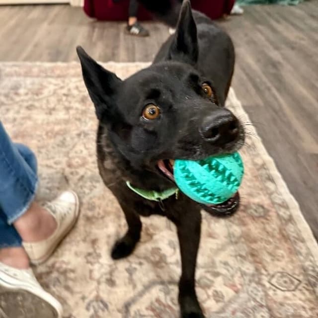 Stormy Belle is your Soul Dog media 2