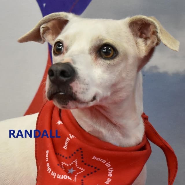 Randall media 4