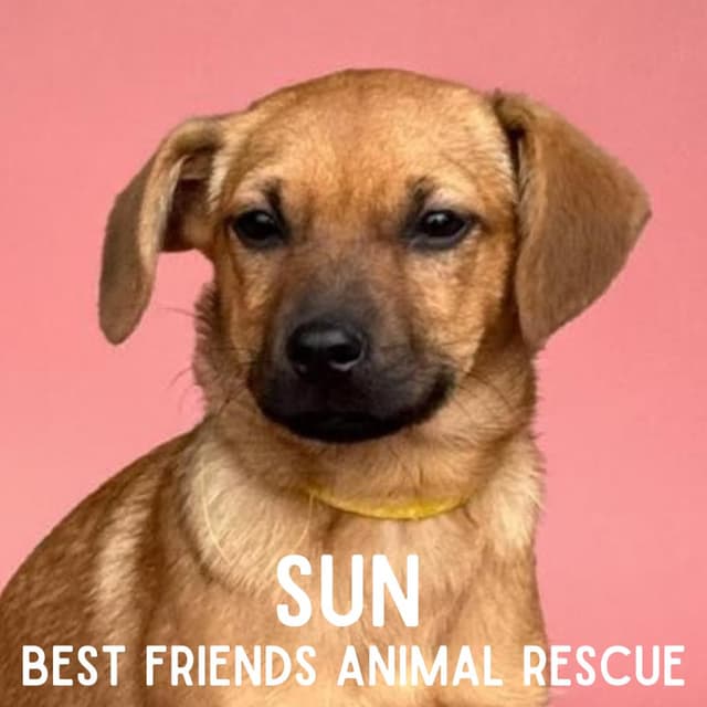 Sun media 3