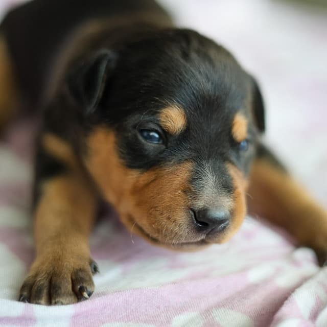 Famous Dogs Litter: Scooby media 5