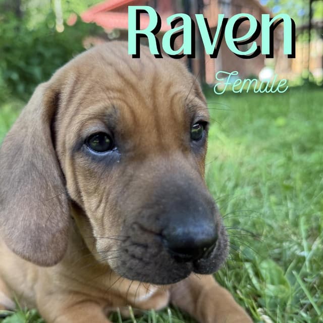 Raven media 2