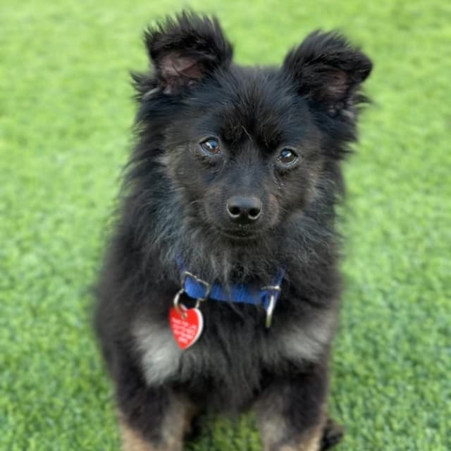 Arlo A2280264 media 2