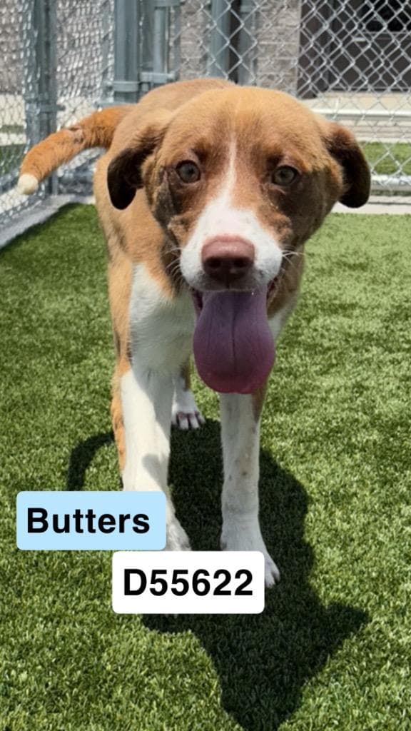 Butters media 2