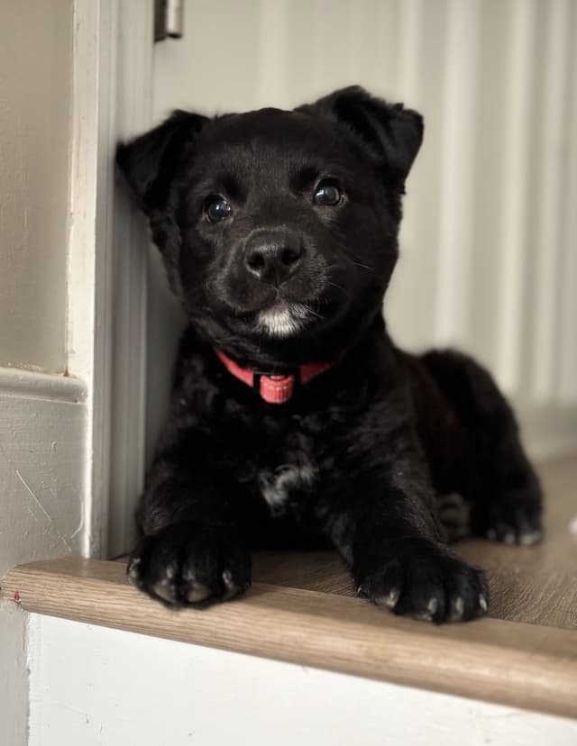 Sir Duke media 6