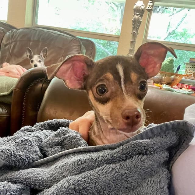 Aspen & Celeste (BONDED PAIR) media 3