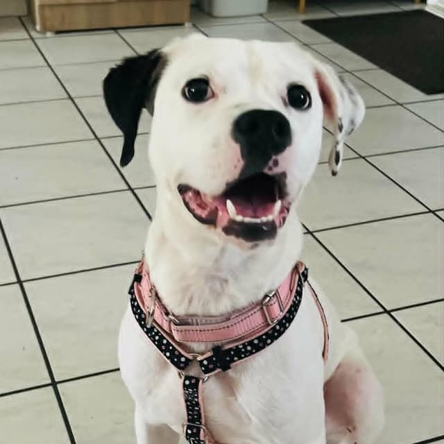 BARBIE - Foster or Adopter needed media 2