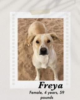 Freya media 2