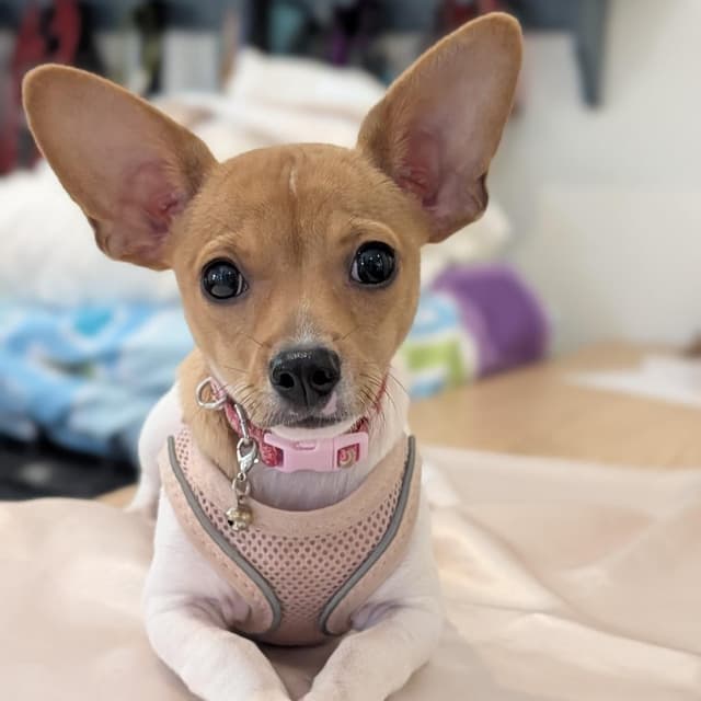 Roo 05-2740 media 2