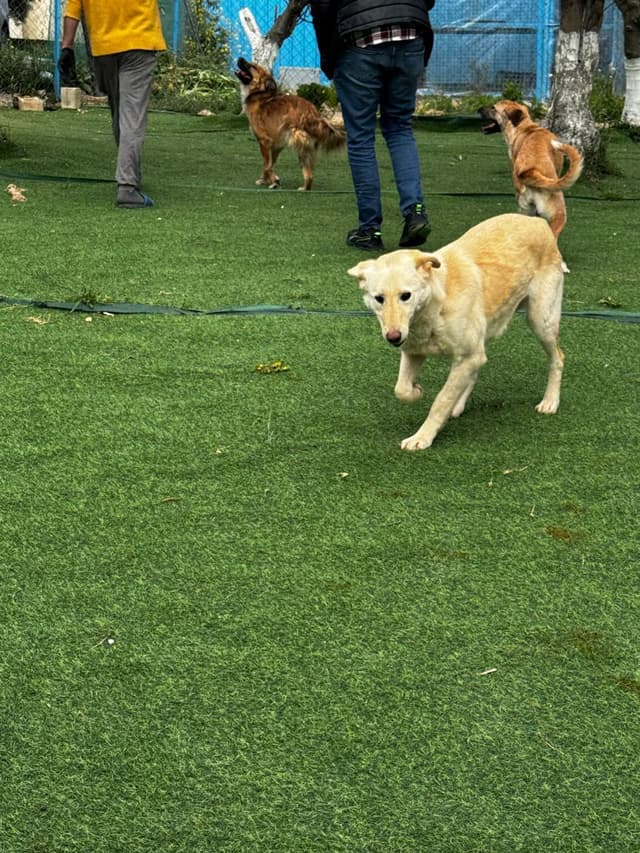 Naya, The Kindest Pup media 5