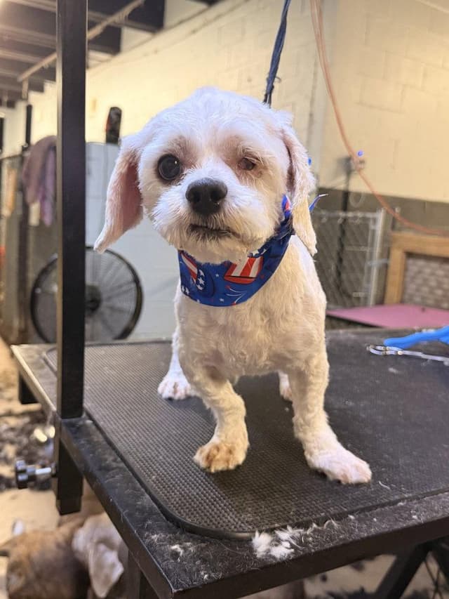 Buddy/Benny media 2