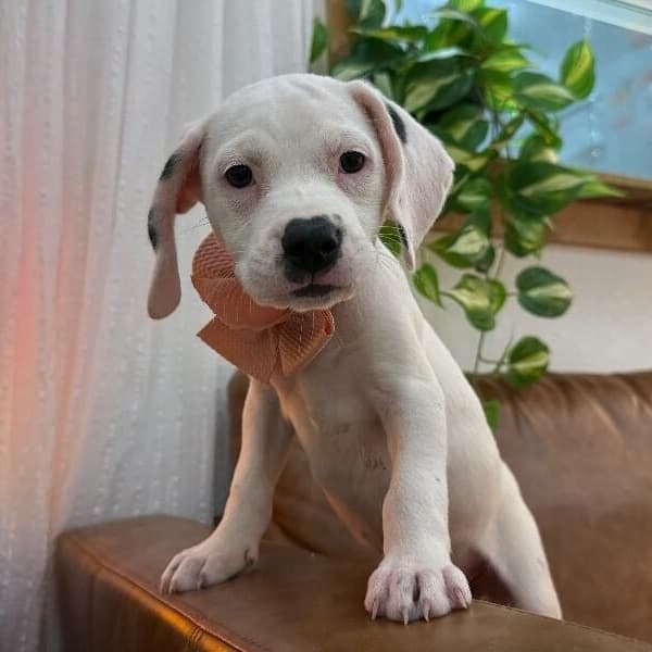 Strudel Pound Puppy media 2