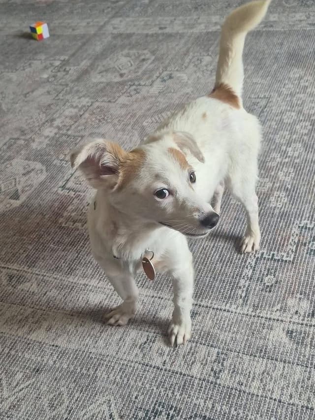 Stryder (Milo) media 4