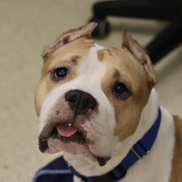 Daffodil *I'm available for foster to adopt* media 3