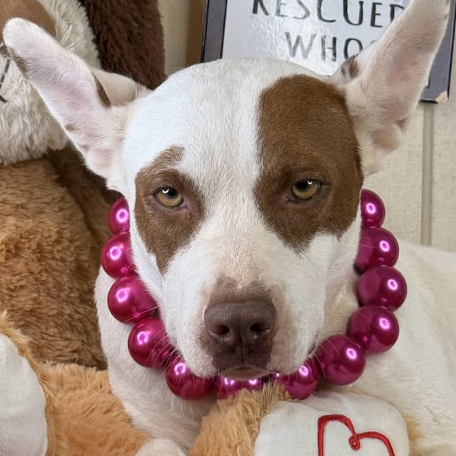 Kaylynn - 100 adoption fee media 3