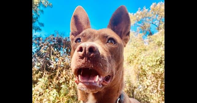 Dafne media 3