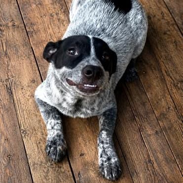 Bink (100 total adoption fee) media 5