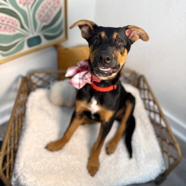 Harvey Baby So Sweet and Smart media 5