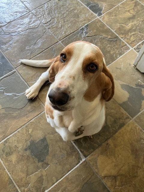 Mabel (Roseville) media 3