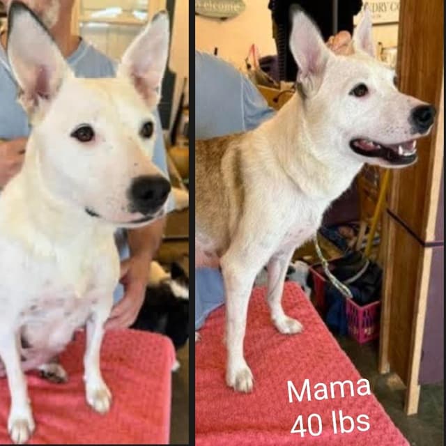 Madeline (M Litter) *Adoption pending* media 3
