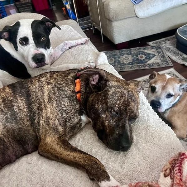 Rainee Bee The Brindle Beauty Sweetheart media 2