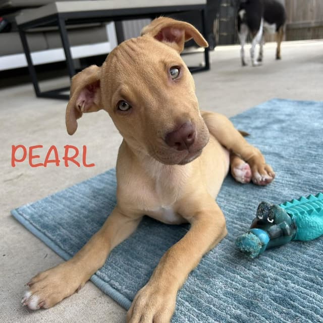 Pearl media 3