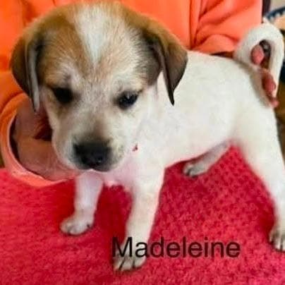 Madeline (M Litter) *Adoption pending* media 4