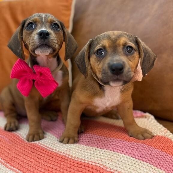 Squirt Pound Puppy media 5