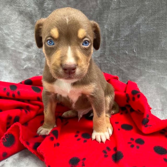 Puppy B3 (Clyde) media 2