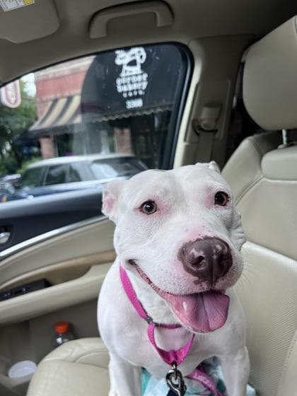 Topanga - ADOPTED media 2