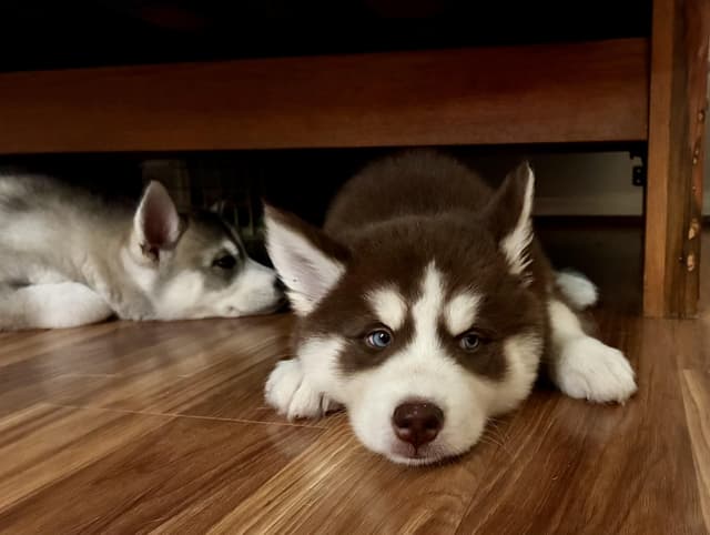 Belle Pup media 6