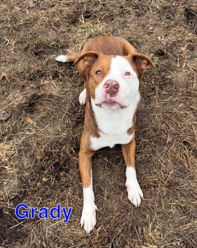 GRADY media 3