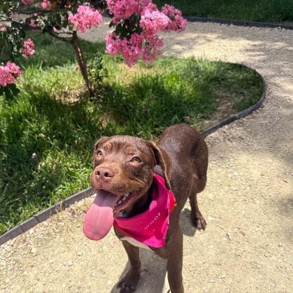 Lilac the pup that smiles back media 5