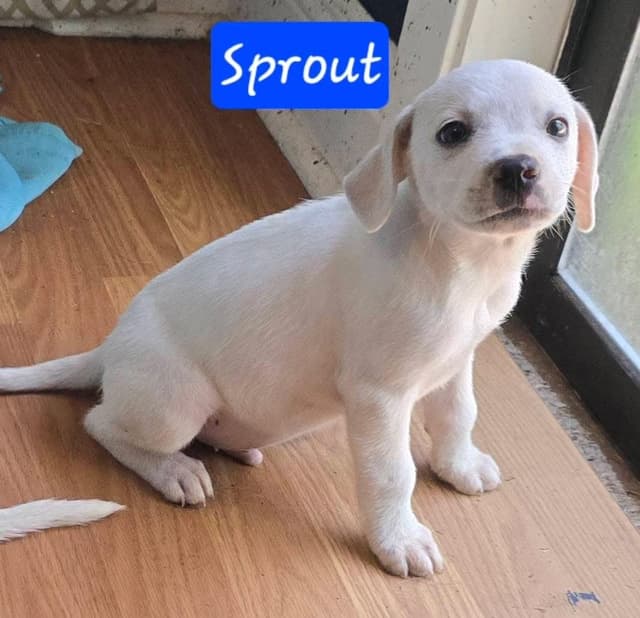 Sprout media 2