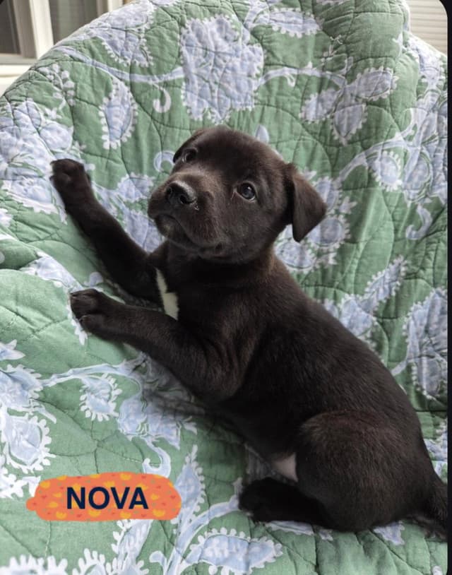 Nova Violet media 3