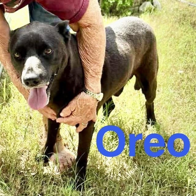 Oreo media 2