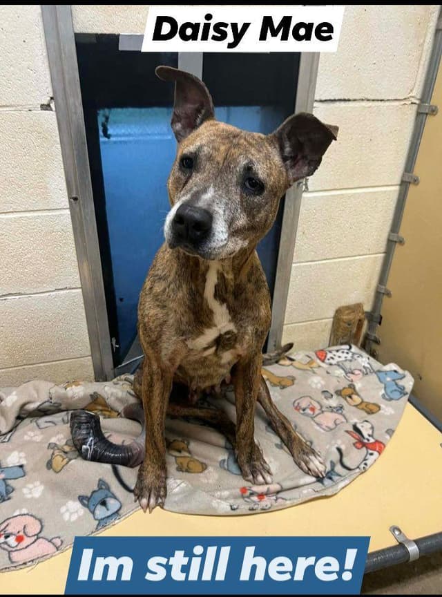 Daisy Mae - Foster or Adopter media 3