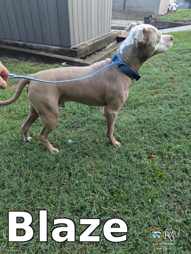 Blaze media 2