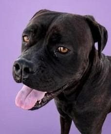 Maricella - (Courtesy Post) Adopt Me! media 3