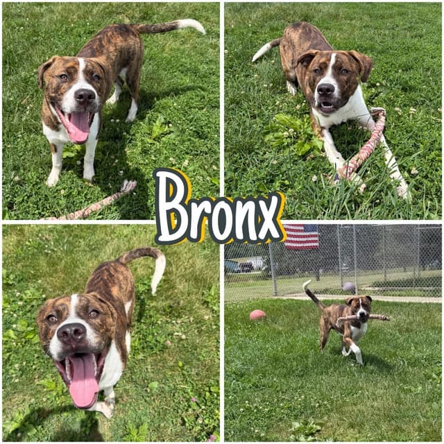 Bronx media 4