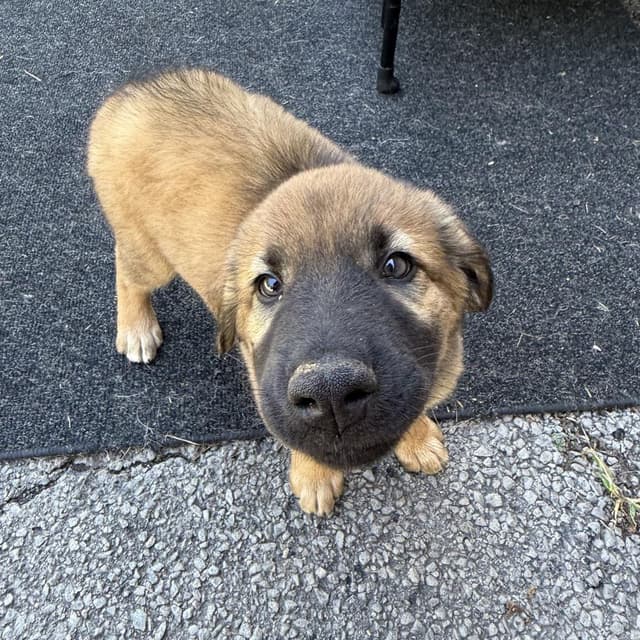 Raven Pup: Red Man media 3