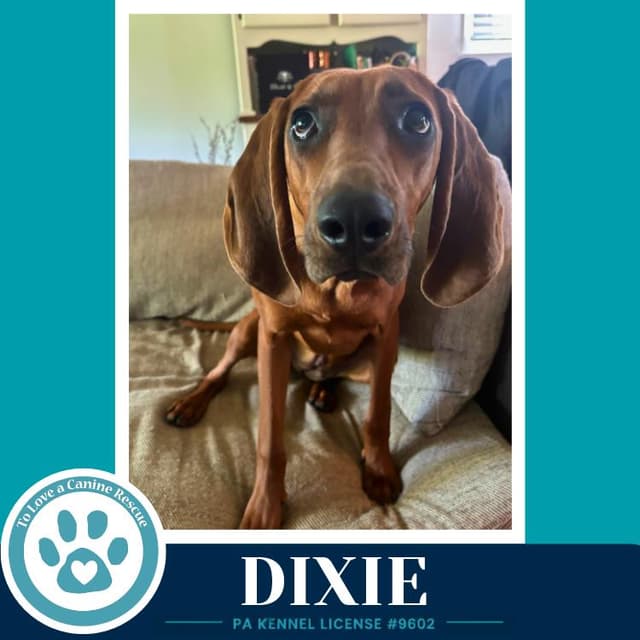 Dixie 041126 media 4