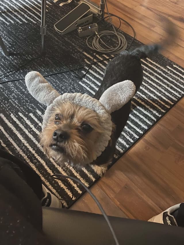 Oliver media 5