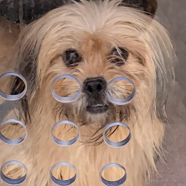 Kusama media 3